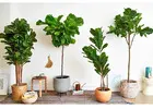 Buy Artificial Plant Pots Online for your Home or Office