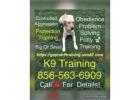 AAA K9 856-563-6909 Training