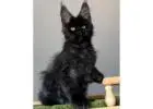 Maine Coon cats for sale near